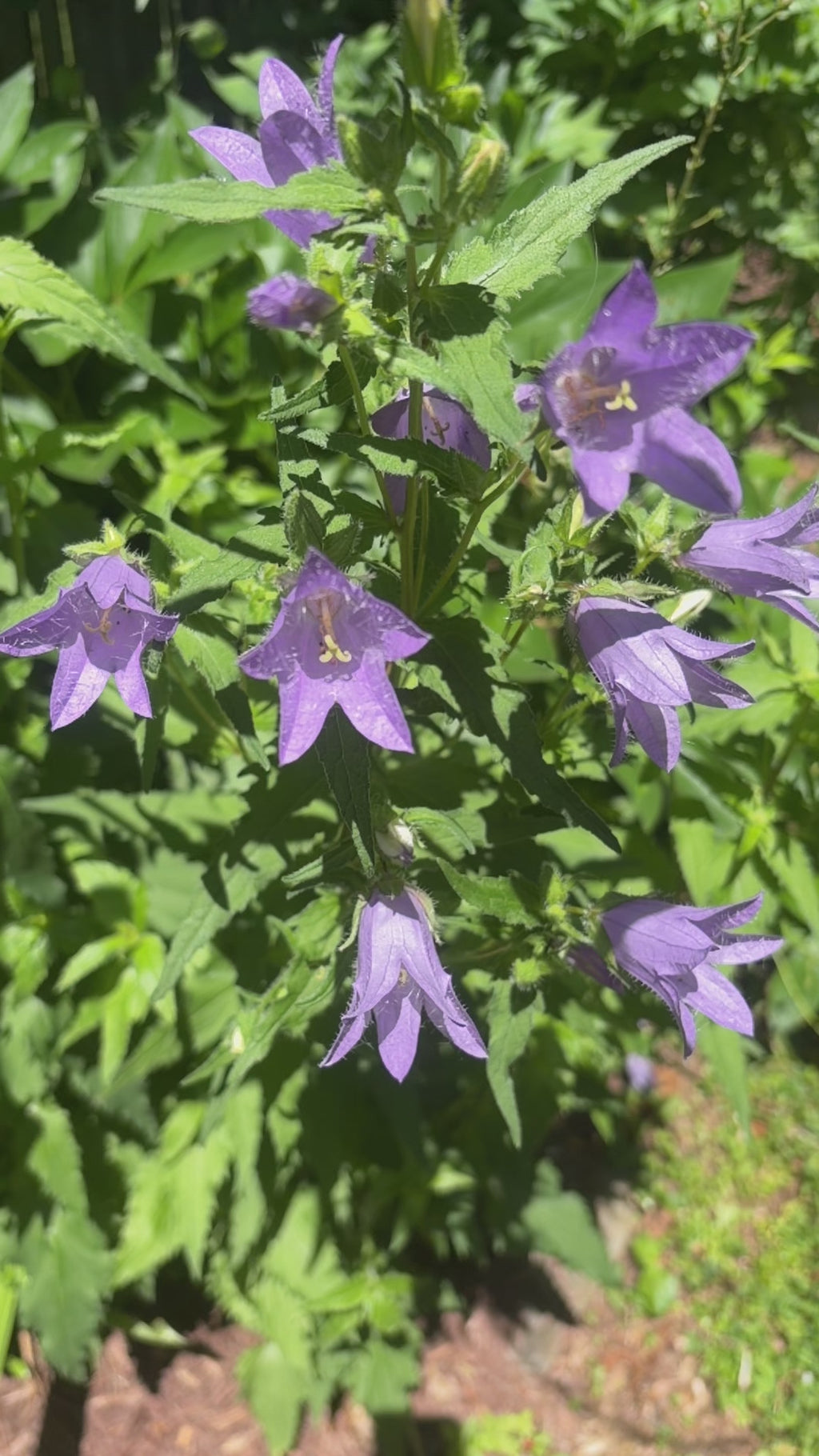 Nettle-Leaved Bellflower (Campanula trachelium) Live Plants – Perennial, Zones 3–9