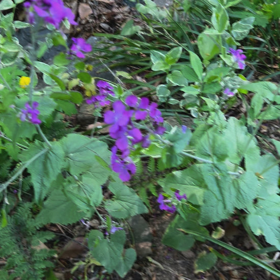 lunaria/celadine