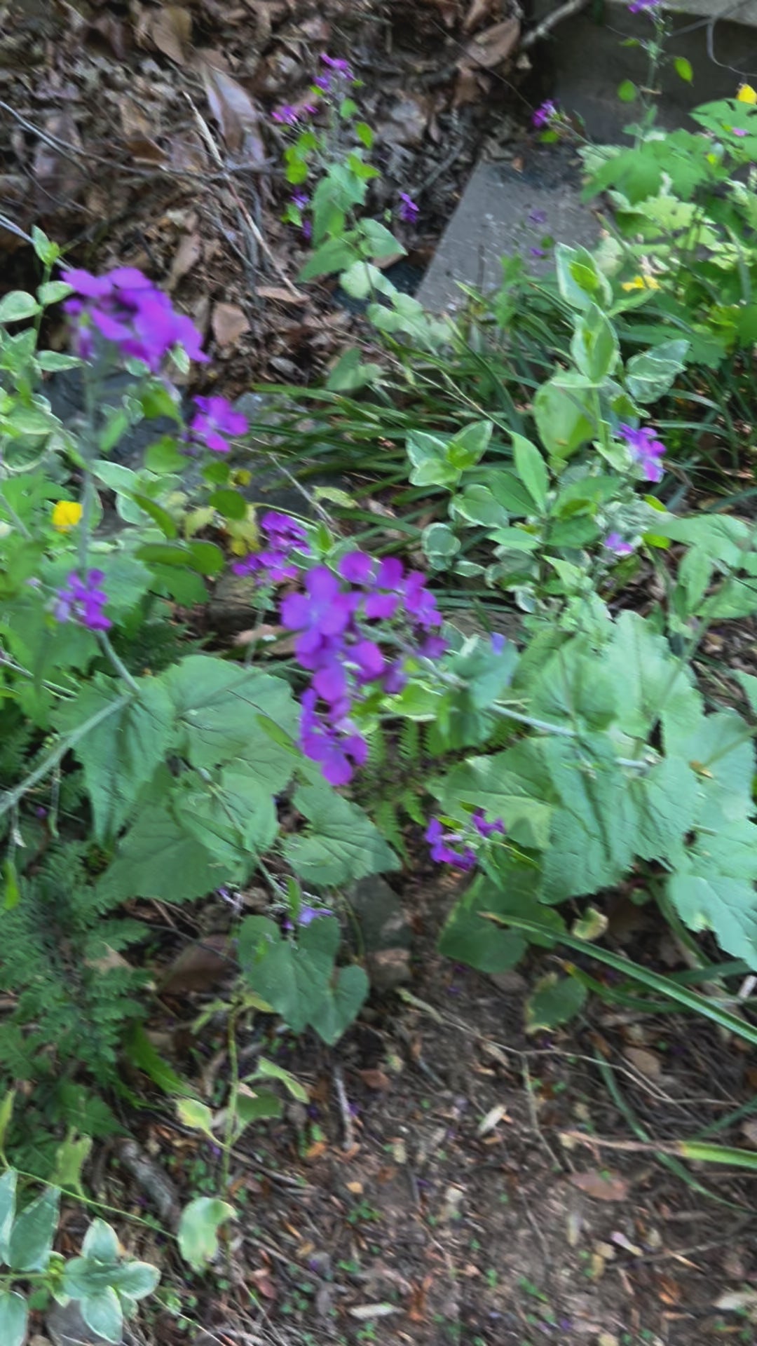 lunaria/celadine