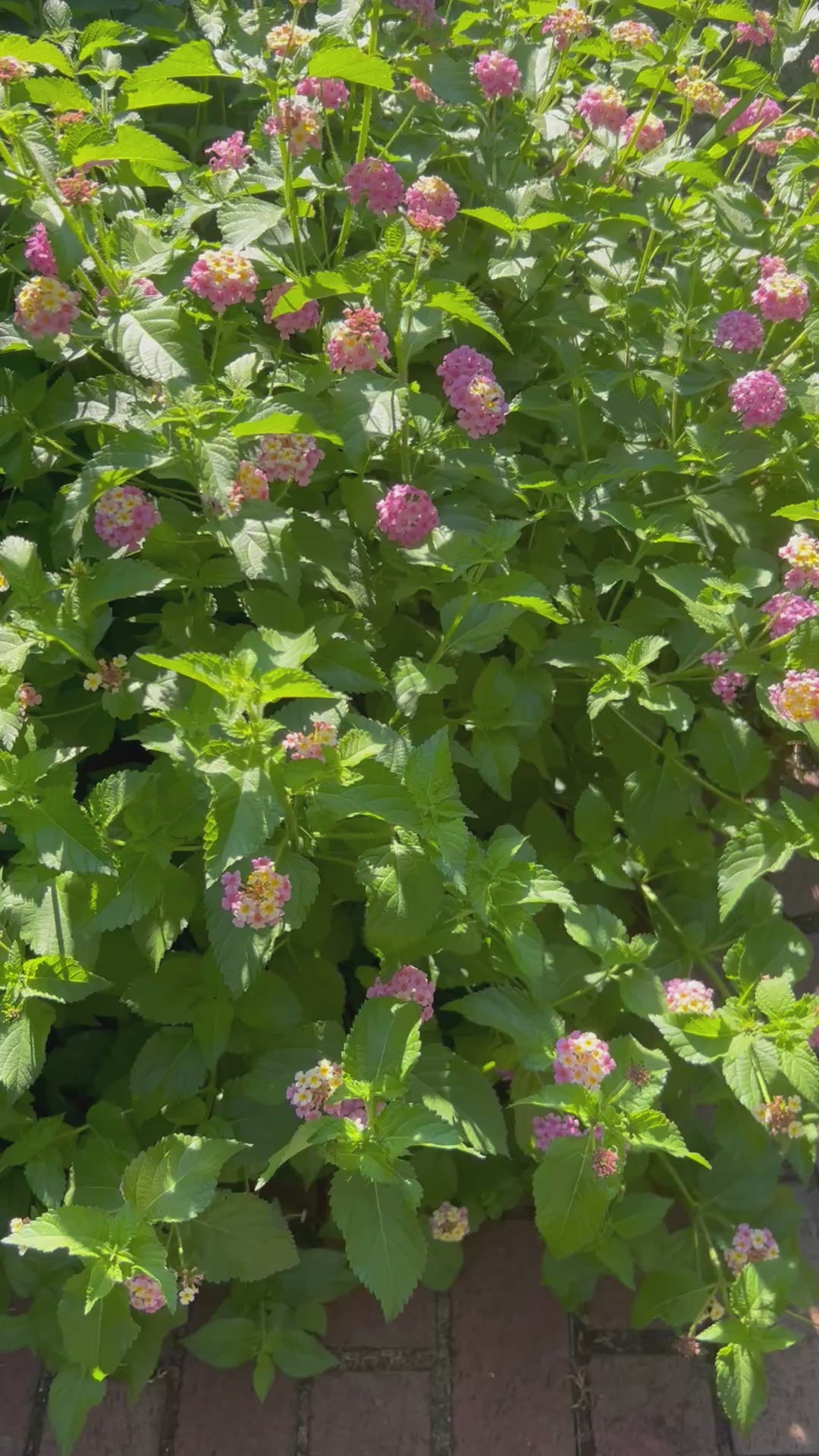 Mozelle Hardy Lantana Live Plant – Pink Blooms, Butterfly Magnet, Hardy to Zone 7b, Zones 7–11