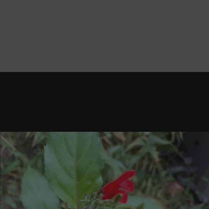 My Promo video