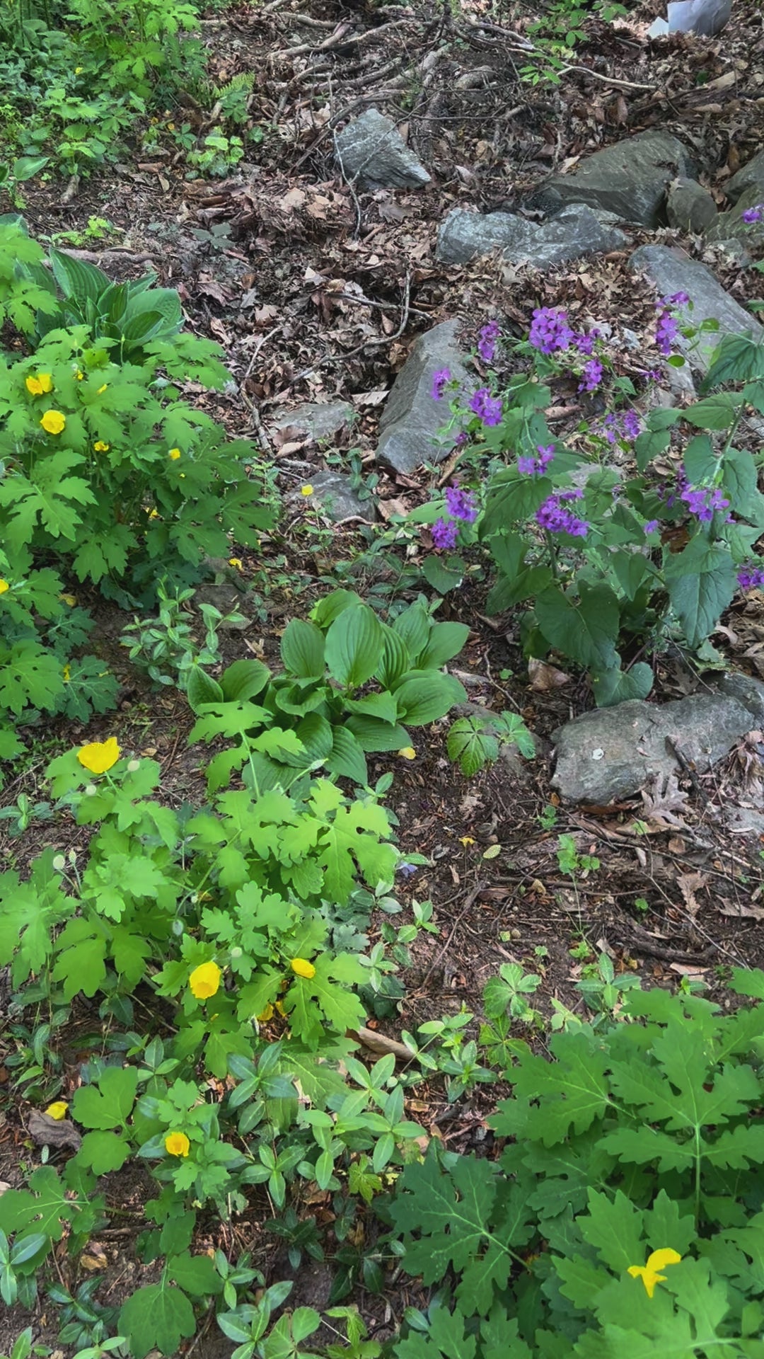 celadine/lunaria