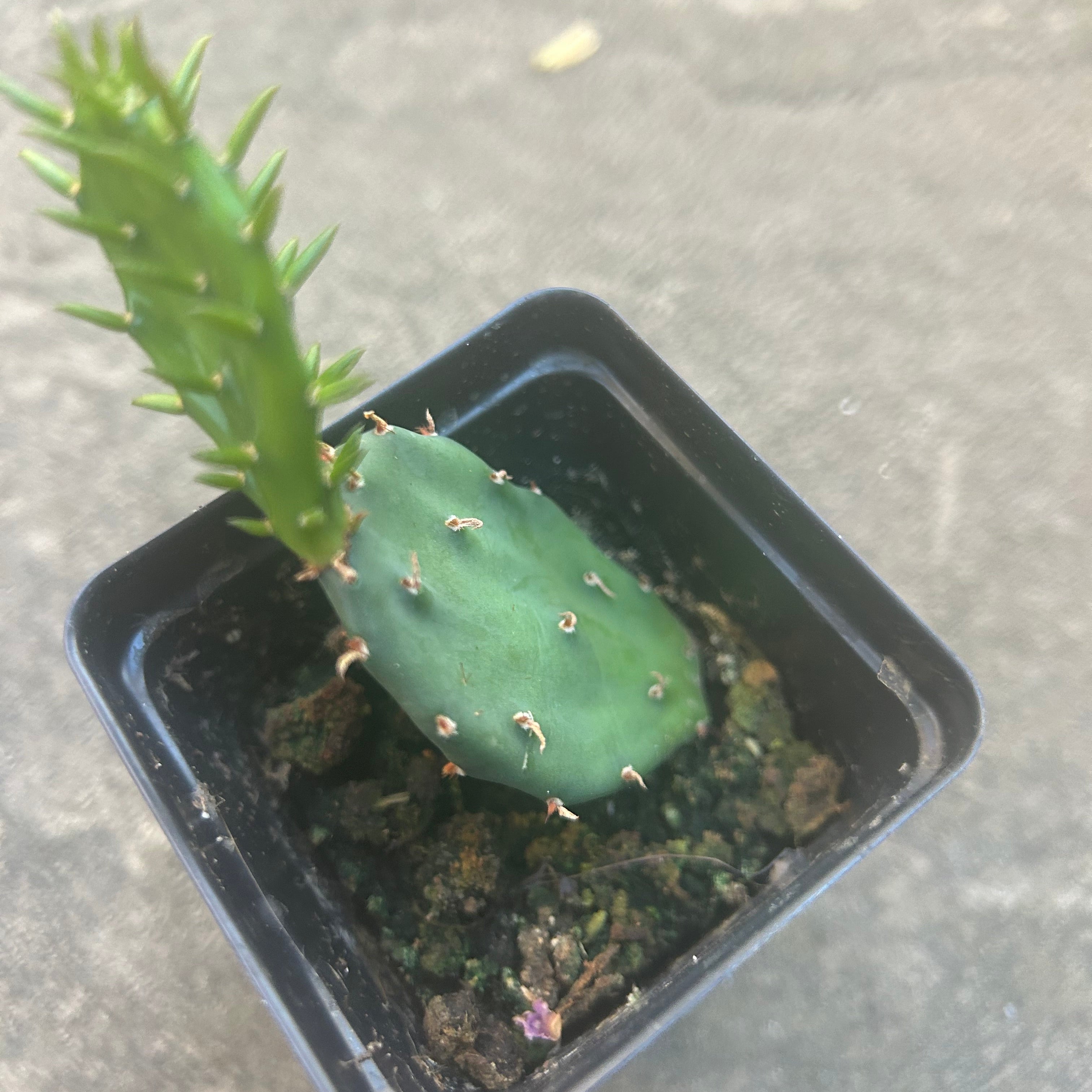 Prickly Pear Cactus Plant