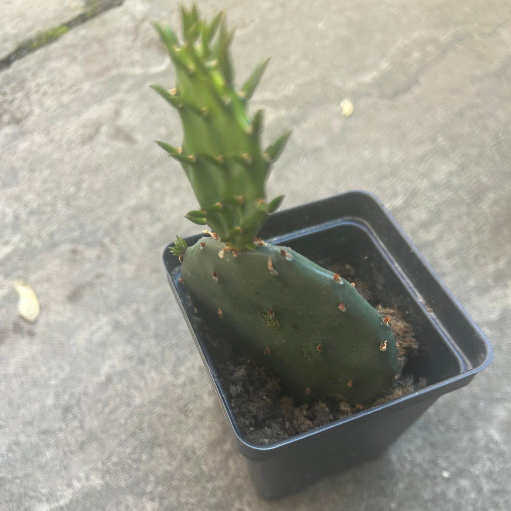 Prickly Pear Cactus Plant