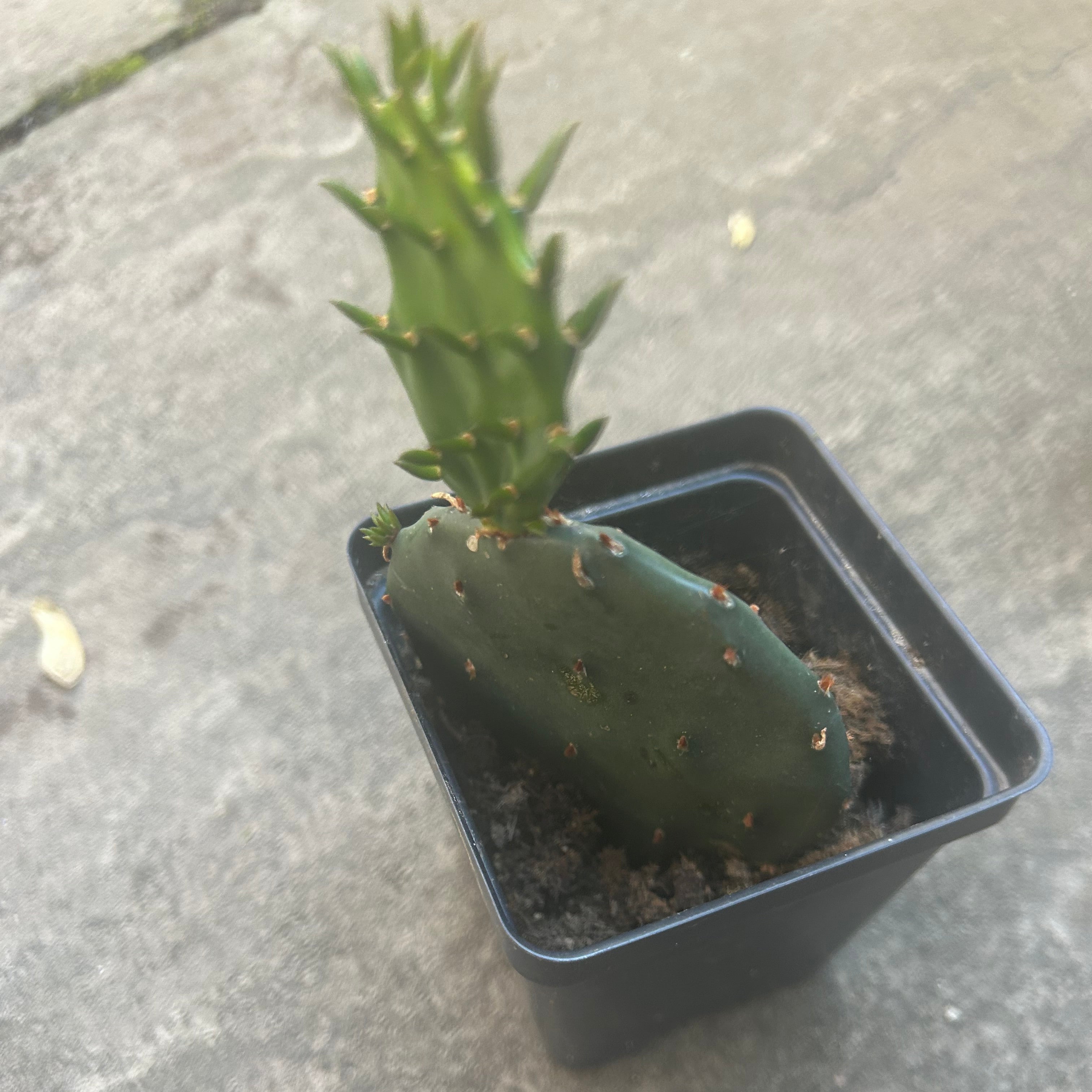 Prickly Pear Cactus Plant