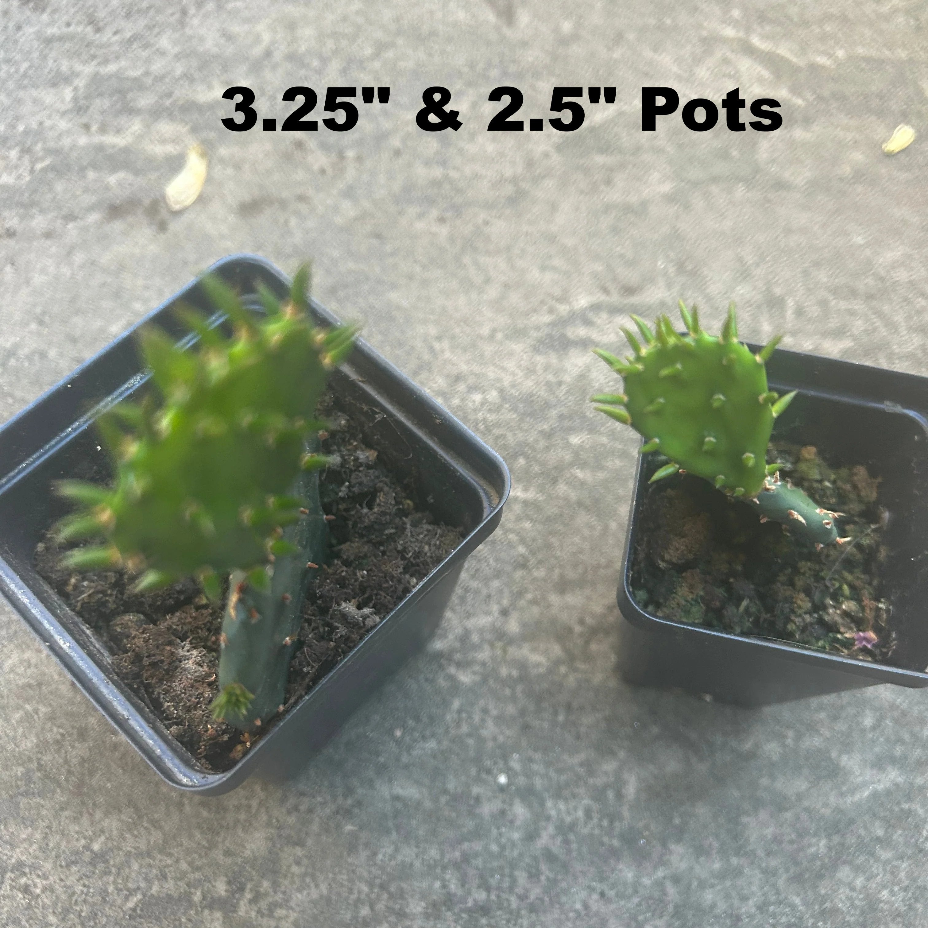 Prickly Pear Cactus  2.5" Pot and 3.25" Pot