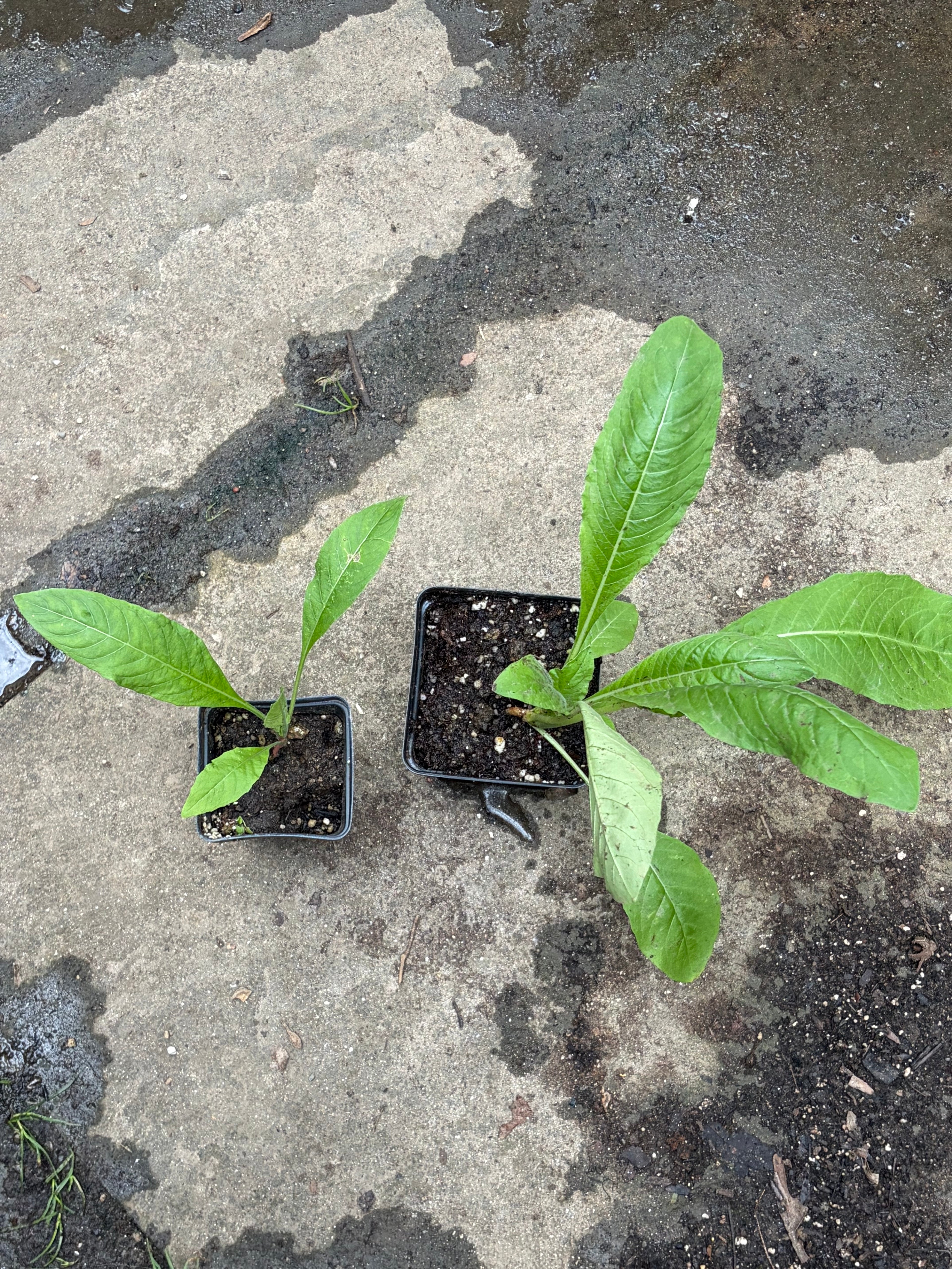 Common Evening Primrose Plant