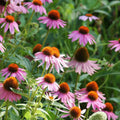 Purple Coneflower Plants - Echinacea Purpurea, Native Perennial, Full-Part Sun, Zones 3-9