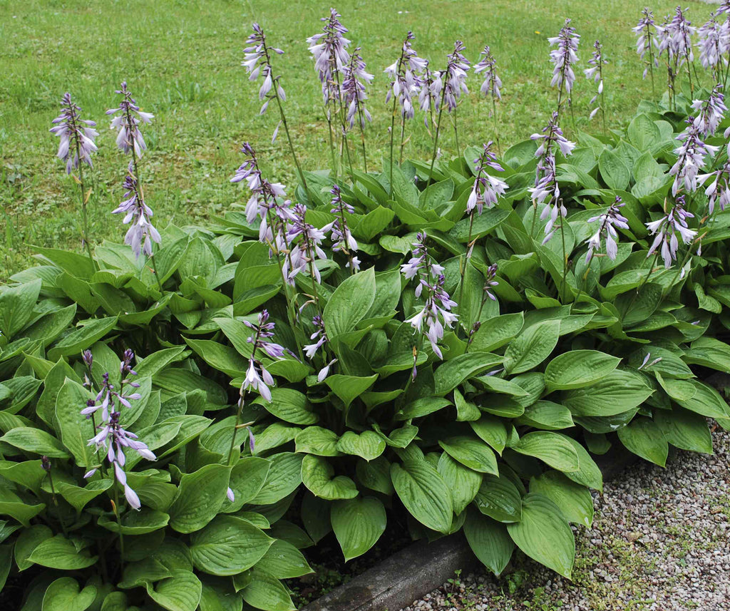 Purple flowering hosta with lavender blooms above green leaves