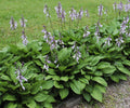 Purple flowering hosta with lavender blooms above green leaves