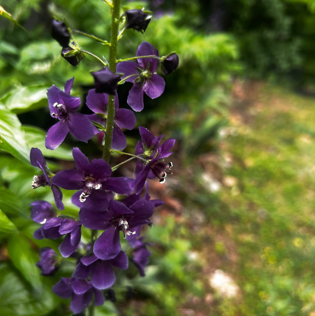 Purple Mullein 'Violetta' Live Plant (Verbascum phoeniceum) – Deep Purple Spikes, Drought Tolerant, Zones 4–9