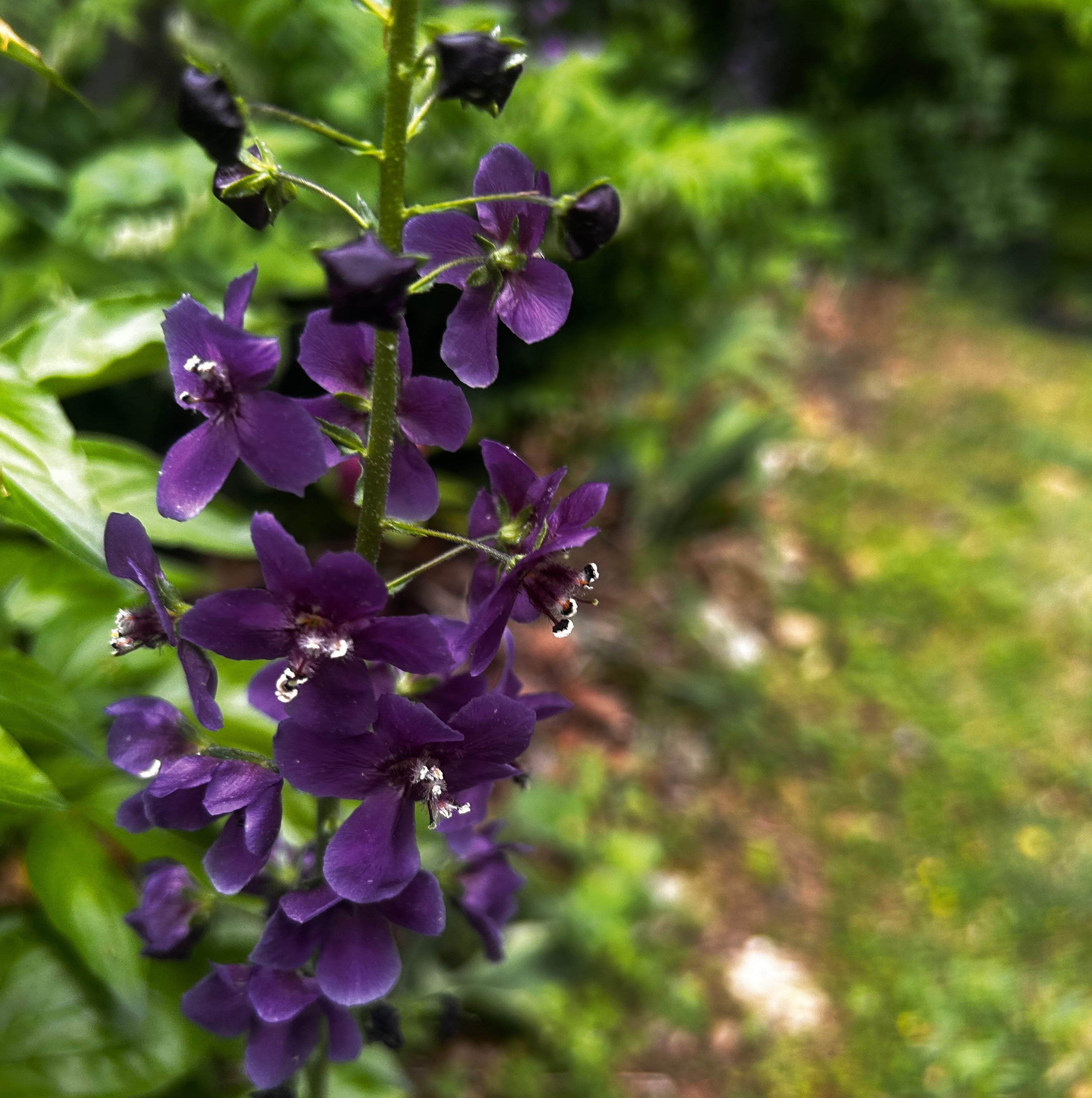 Purple Mullein 'Violetta' Live Plant (Verbascum phoeniceum) – Deep Purple Spikes, Drought Tolerant, Zones 4–9