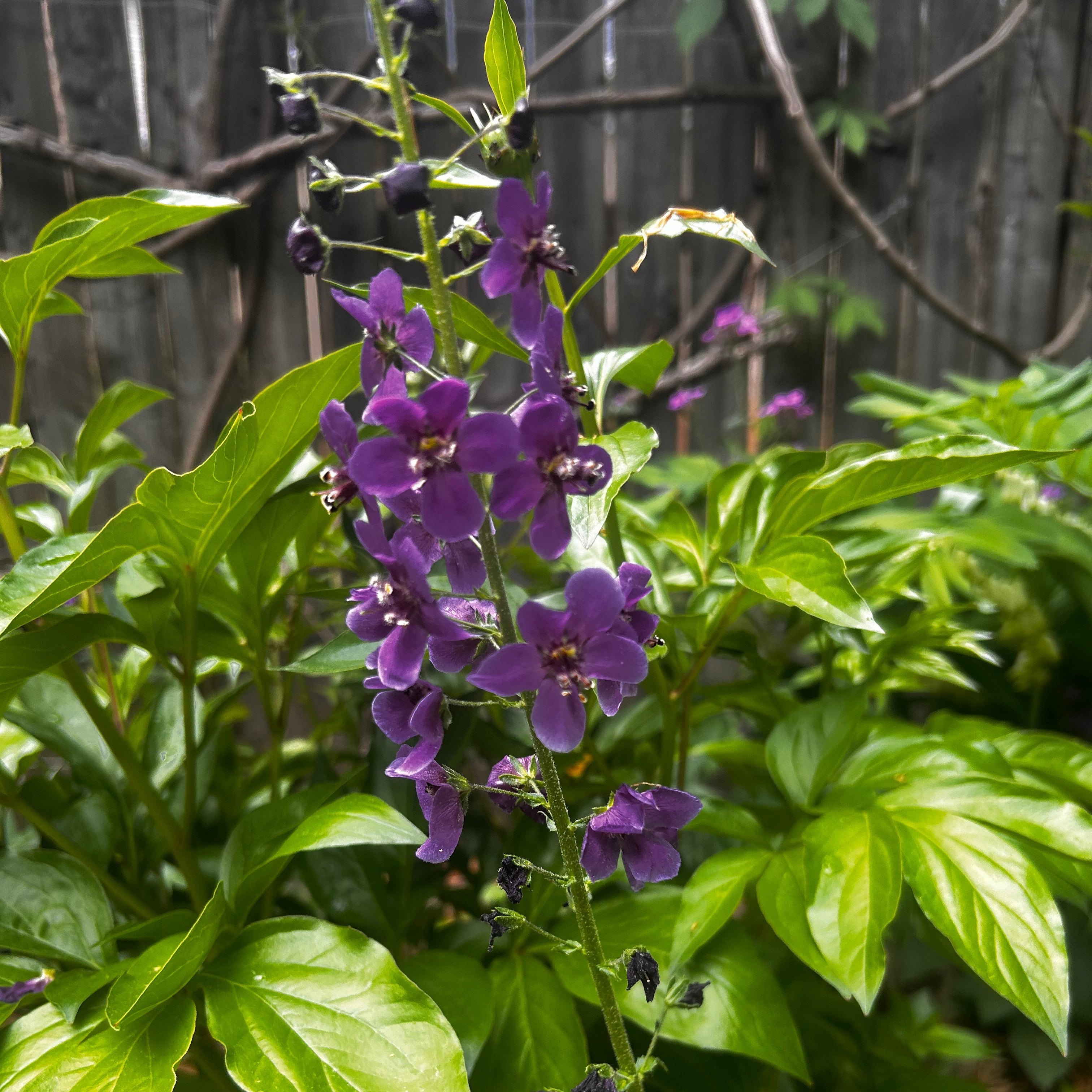 Purple Mullein 'Violetta' Live Plant (Verbascum phoeniceum) – Deep Purple Spikes, Drought Tolerant, Zones 4–9
