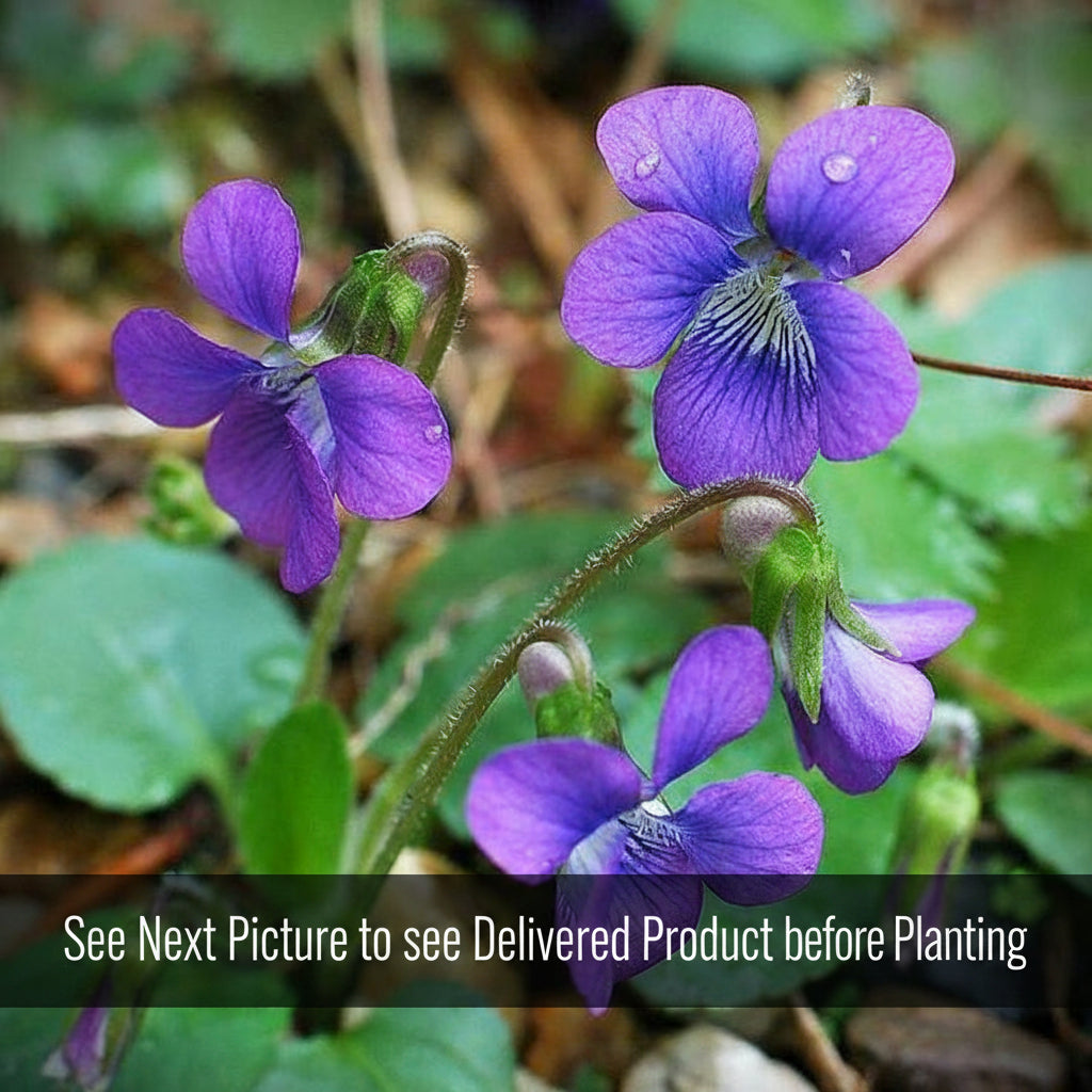 Native Purple Violet (Viola sororia) Live Plants – East Coast Native Ground Cover, Zones 3–8