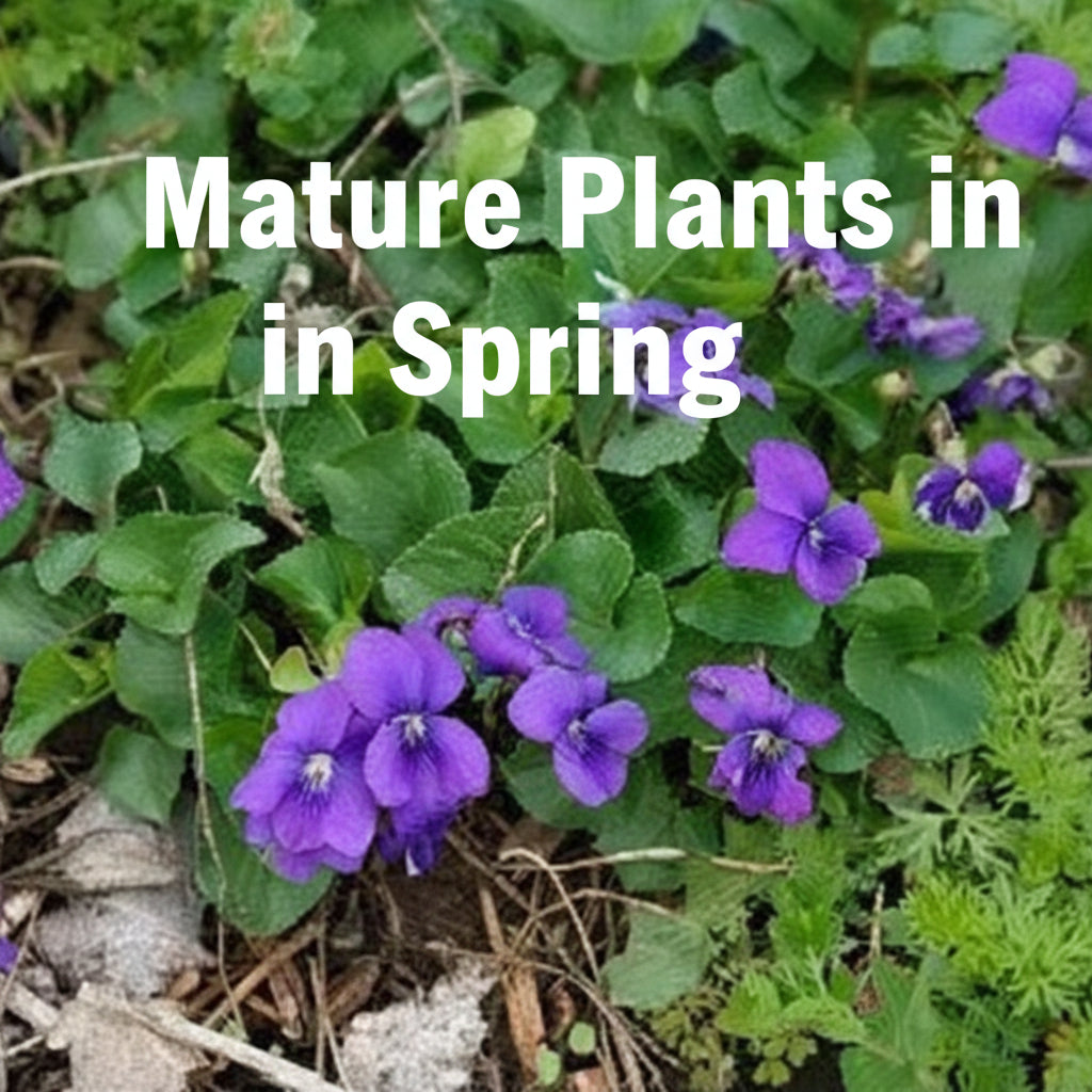 Purple Native Violet