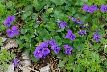 Native Purple Violet Plants, Perennial Flower