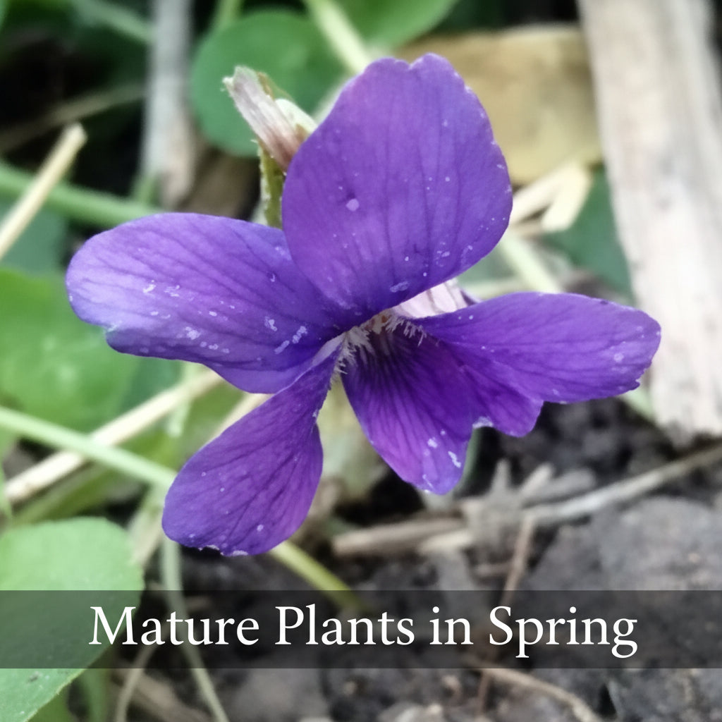 Purple Native Violet