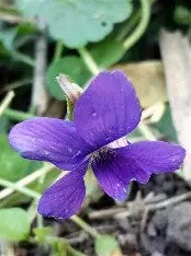 Native Purple Violet Plants, Perennial Flower