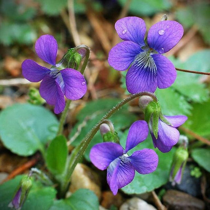 Native Purple Violet (Viola sororia) Live Plants – East Coast Native Ground Cover, Zones 3–8
