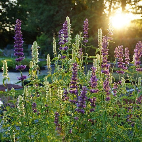 Anise Hyssop Live Plants (Agastache rugosa) – White & Purple Mix, Perennial, Zones 4–9