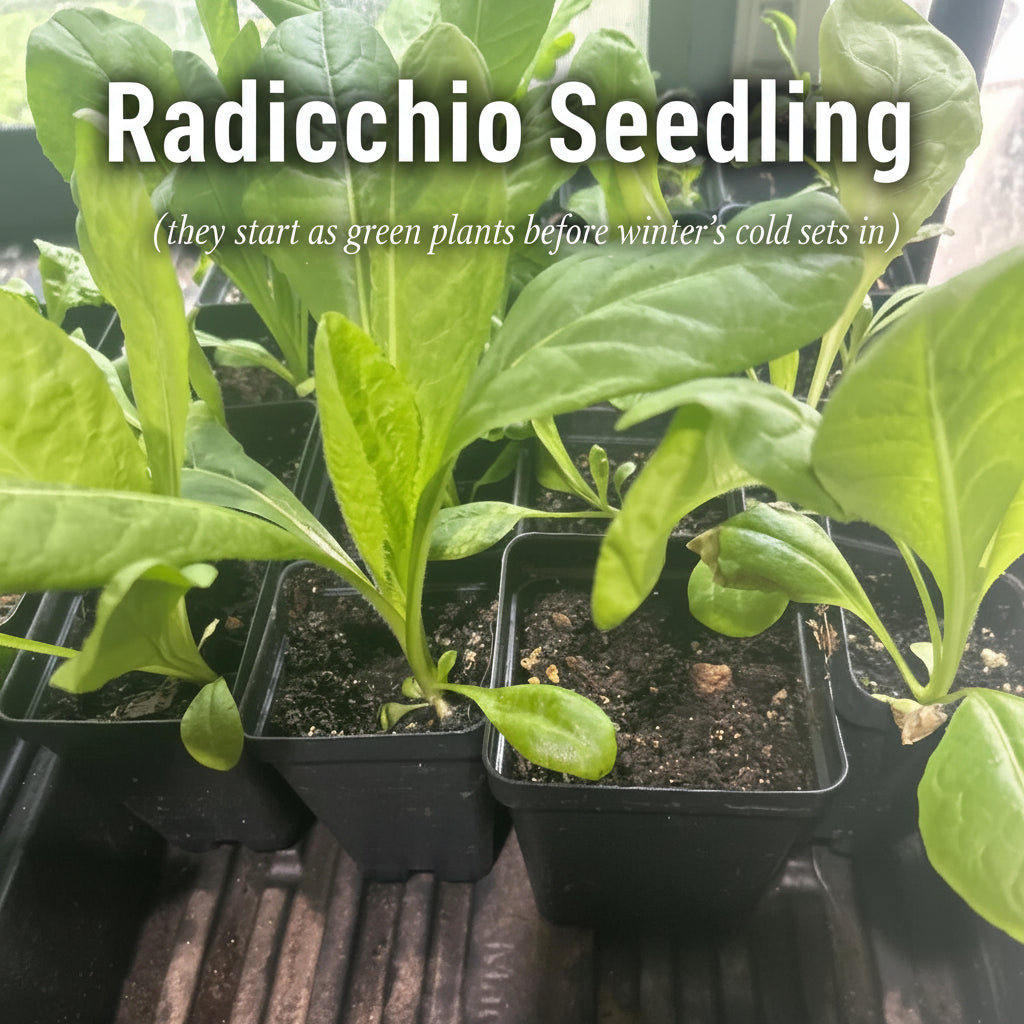 Radicchio 'Rosa di Treviso' Live Plant – Italian Heirloom
