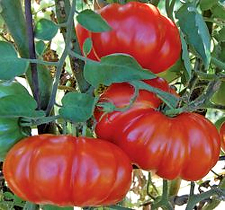 Red Rosso Sicilian ribbed tomatoes on the vine, enhanced original photo