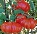 Red Rosso Sicilian ribbed tomatoes on the vine, enhanced original photo