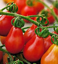 Steep Hill Garden Red Pear Tomato Seeds - Heirloom Gourmet, Cherry Size, 25 Count