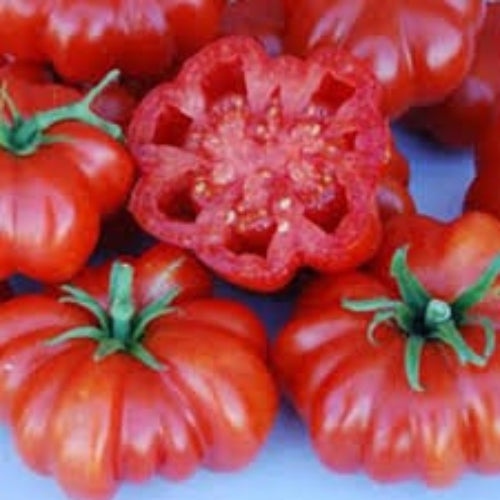 Red Rosso Sicilian Tomato Seeds