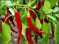 25 Ring of Fire Pepper Seeds - Annual Vegetable, Full Sun, Spicy Cayenne