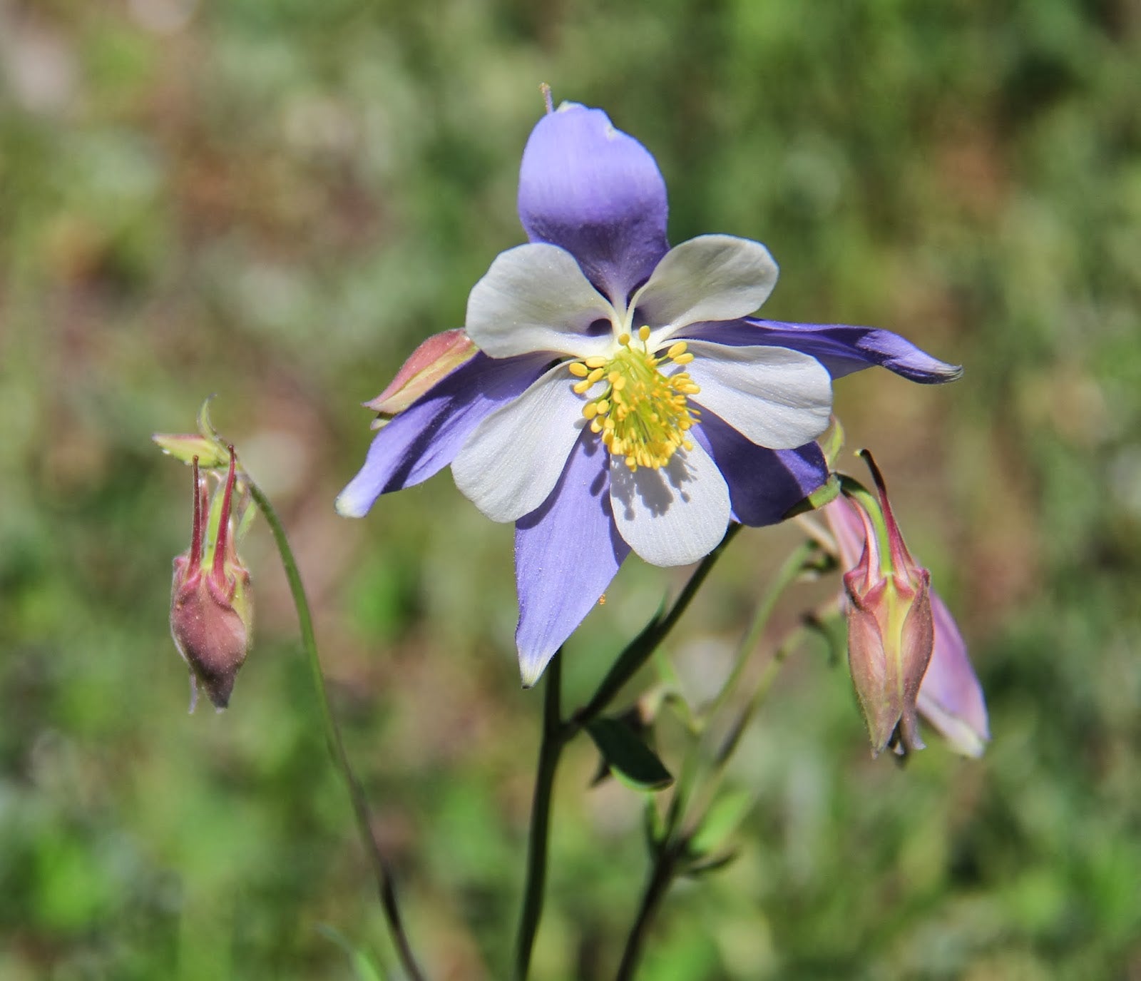 Rocky Mountain Columbine Flower