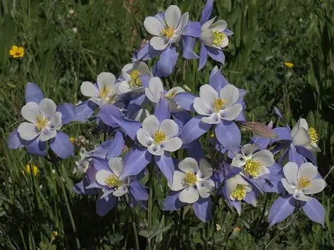 Rocky Mountain Columbine Flower