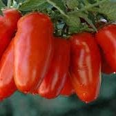 San Marzano Lungono Tomato Seeds