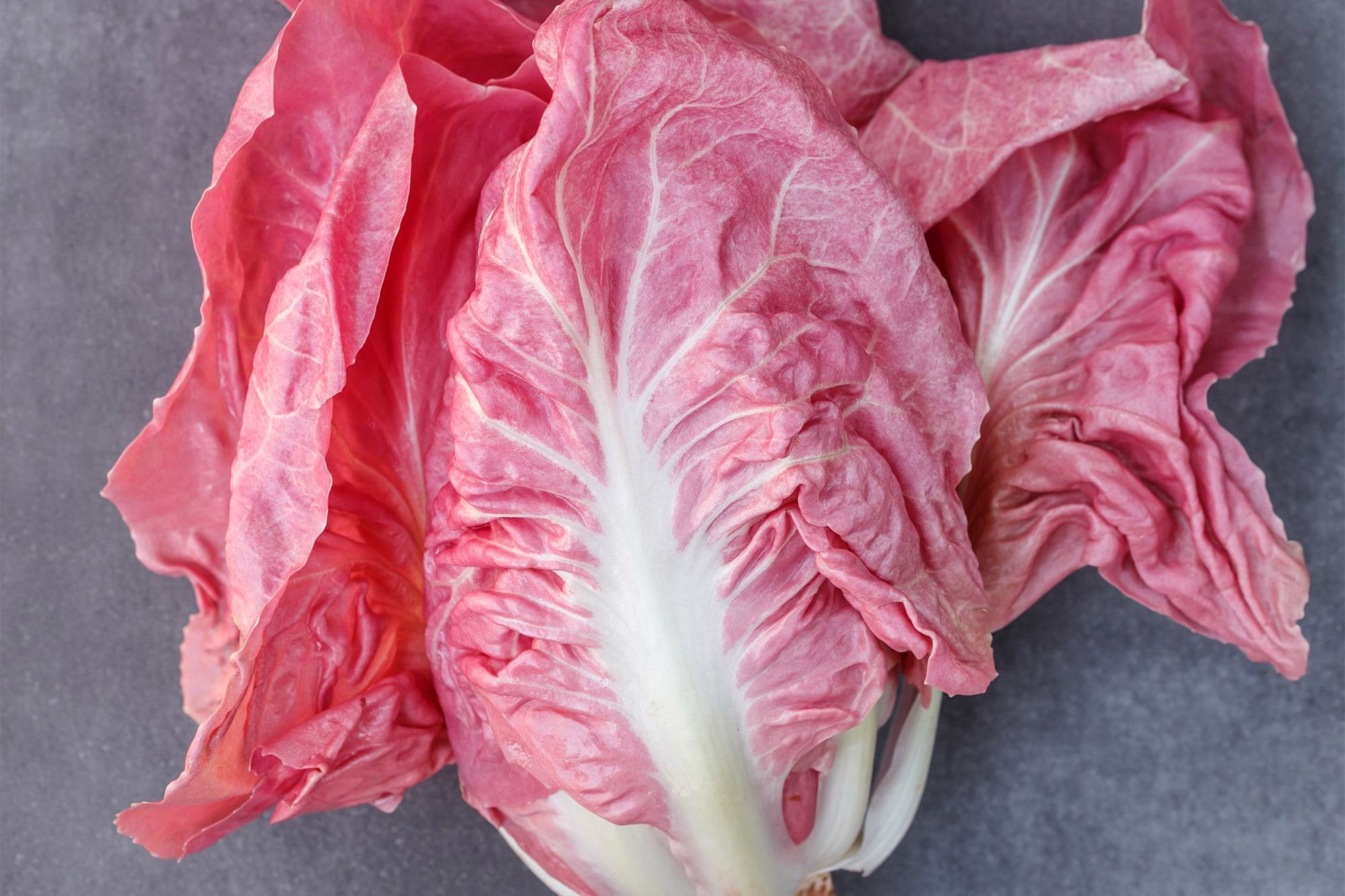 Radicchio 'Rosa di Veneto' Live Plant