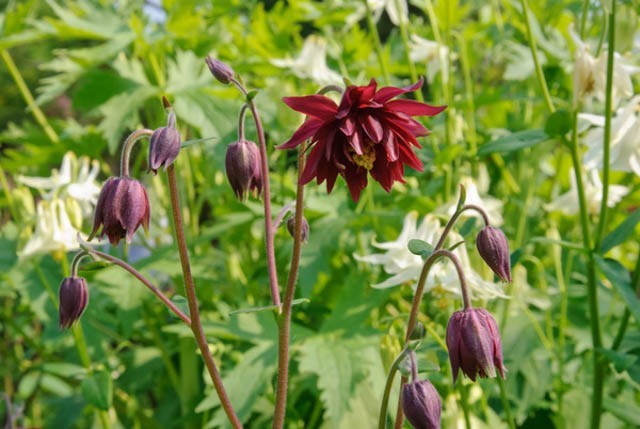 Ruby Port Columbine Live Plant, Native Perennial, Part Shade, Zones 3–8