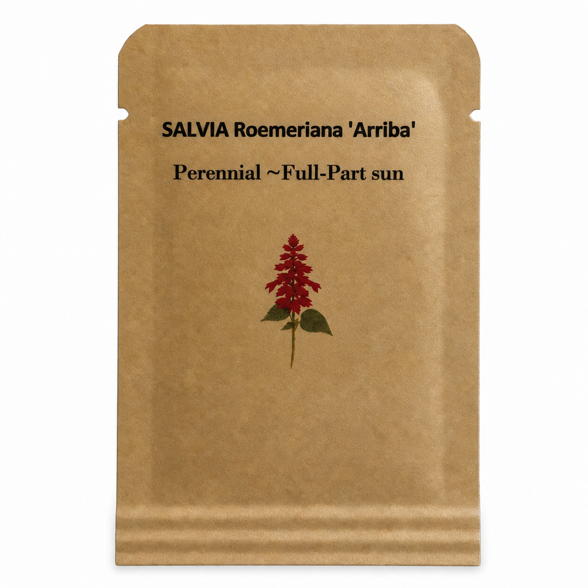 25 Salvia roemeriana 'Arriba' Seeds – Red Dwarf Sage – Native Hummingbird Plant – Zones 7–11 — seed packet image