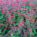 Salvia Roemeriana 'Arriba' - Hot Trumpets, Red Dwarf Sage, Hummingbird Live Plant, Zones 7-10