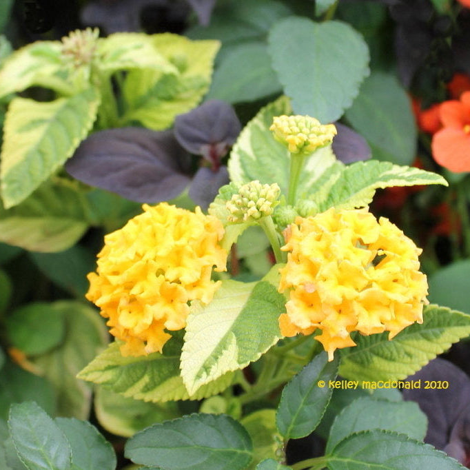 Lantana - Samantha Plant