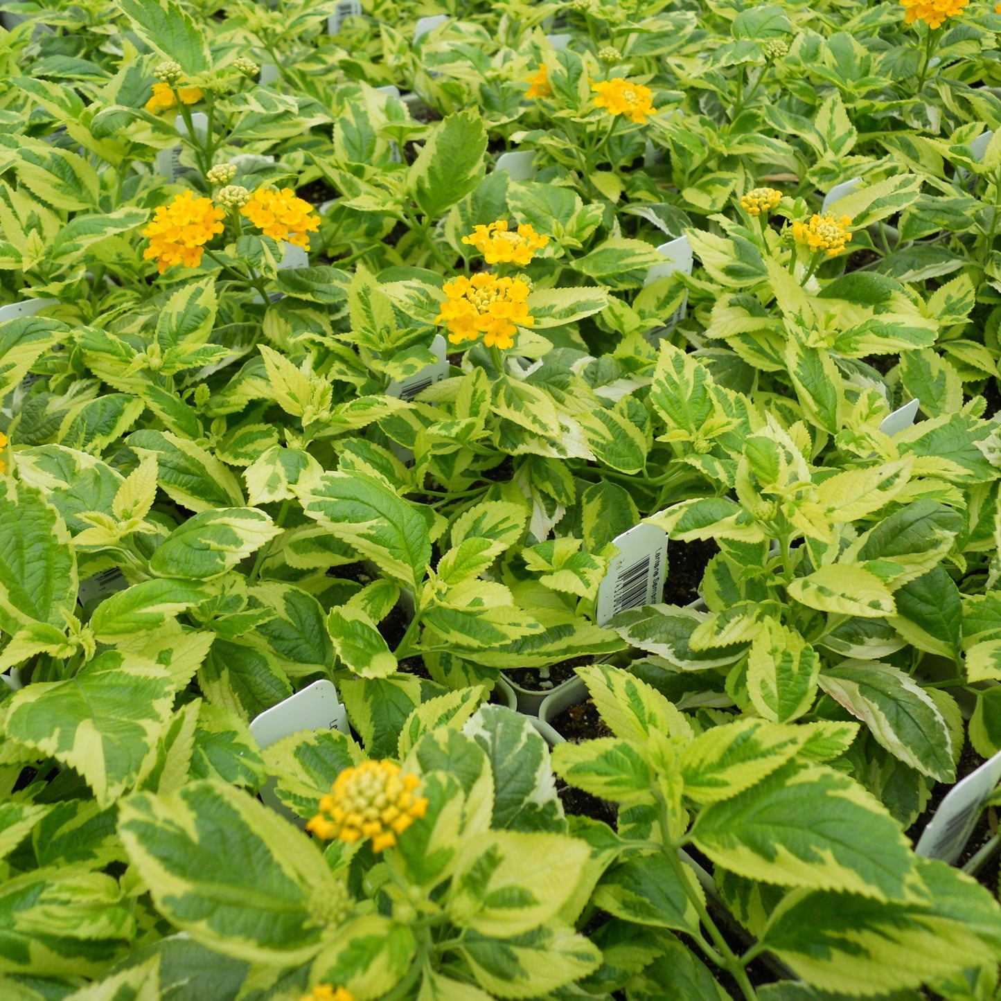 Lantana - Samantha Plant
