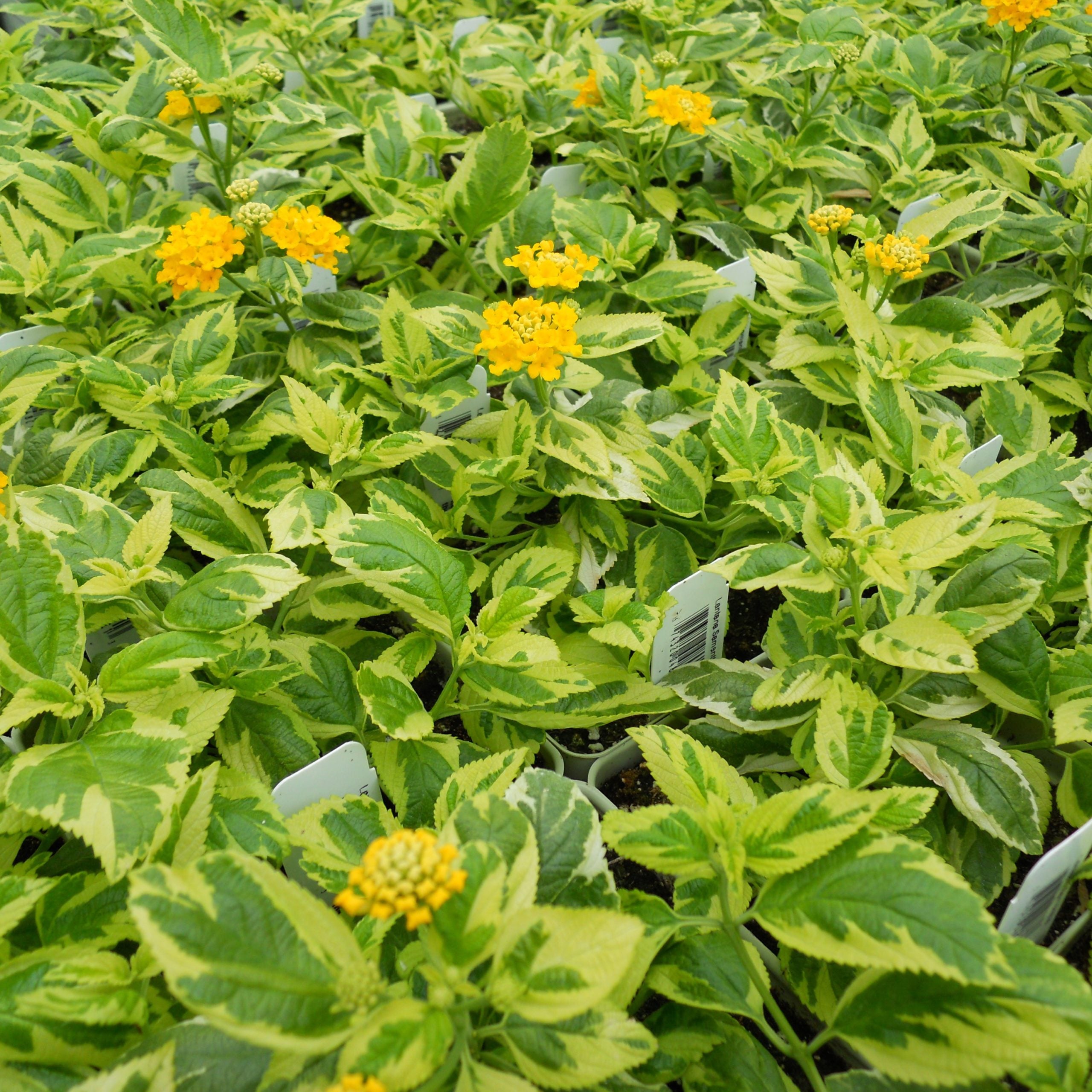 Samantha Lantana Live Plant – Purple & Yellow Blooms, Pollinator-Friendly, Zones 7–11 — plant detail