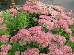 Sedum Autumn Joy Plants - Perennial Succulent, Pink-Red Blooms, Full-Part Sun, Zones 3-9