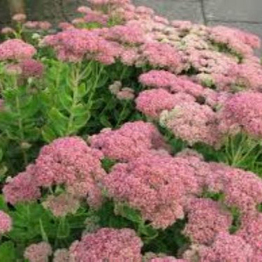 Sedum Autumn Joy Plants - Perennial Succulent, Pink-Red Blooms, Full-Part Sun, Zones 3-9