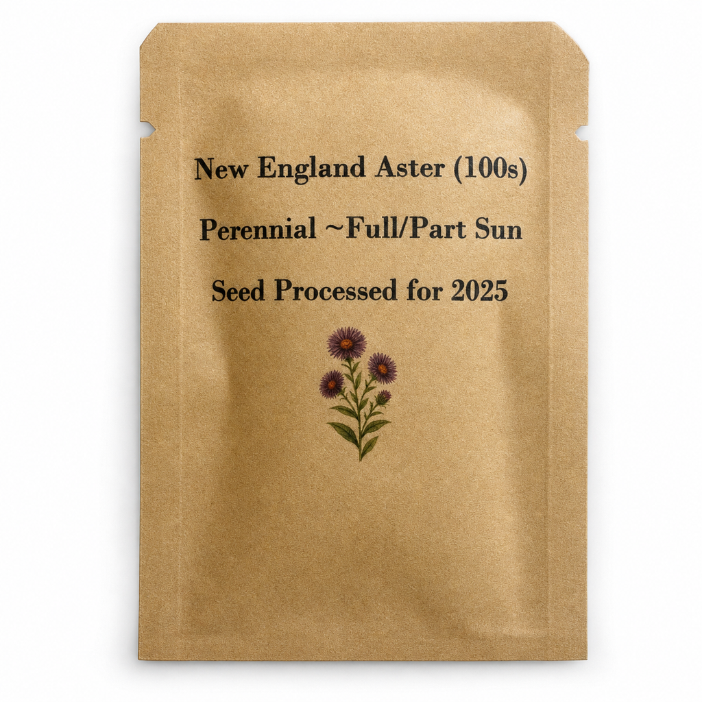 New England Aster Seeds — seed packet front — clean studio product photo