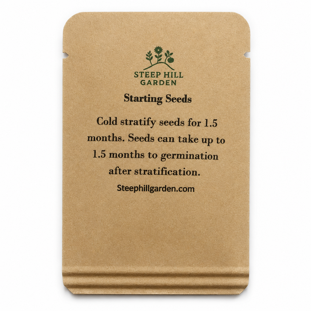 New England Aster Seeds — seed packet back — clean studio product photo