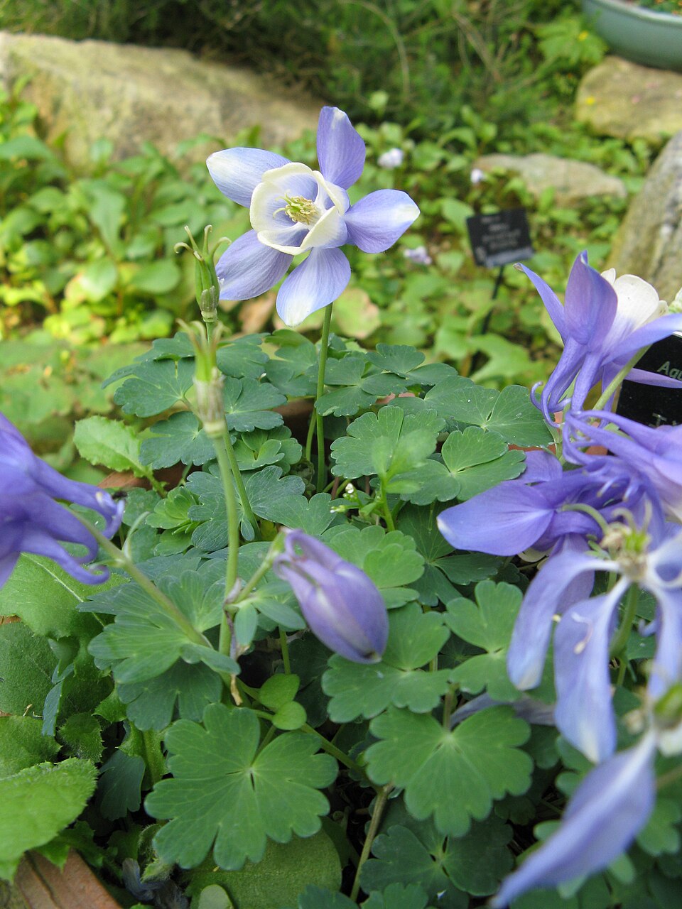 Siberian Columbine (AQUILEGIA sibirica) Live Plant, Native Perennial, Part Shade, Zones 3–7