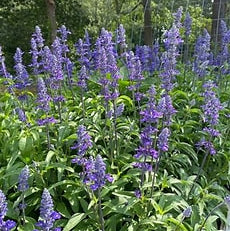 Sirius Blue Sage - Autumn Sage, Blue Blooms, Hummingbird Plant, Zones 7-10