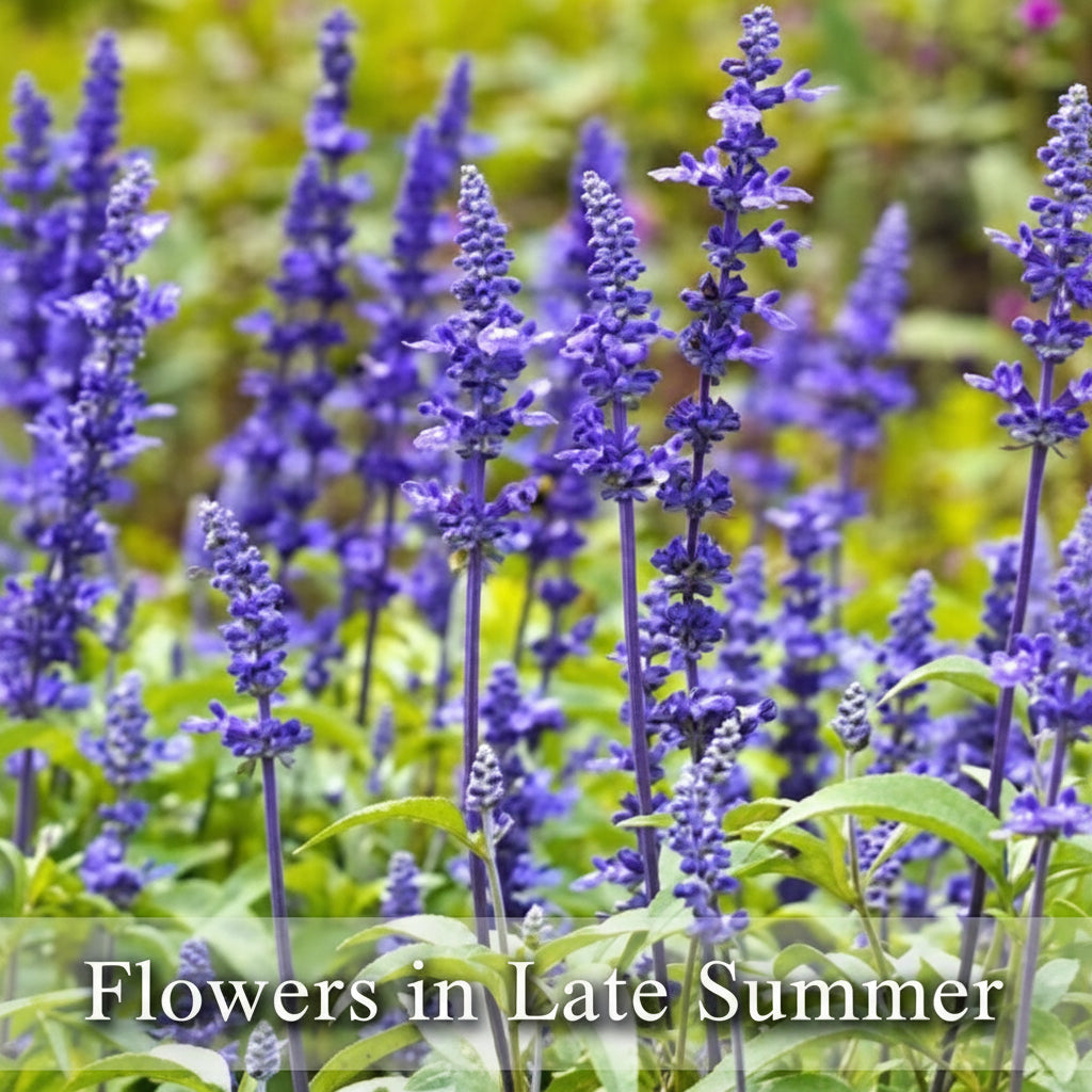 Sirius Blue Sage Plant - Live Autumn Sage, Blue Blooms, Attracts Hummingbirds, Deer Resistant, Zones 7-10