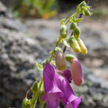 Spanish Peaks Foxglove (Digitalis thapsi 'Spanish Peaks') Live Plant
