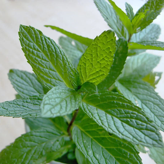 Spearmint - Edible Herb Plant, Refreshing Tea & Cooking, Zones 3-11