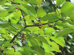 Spicebush Female Shrub with Berries